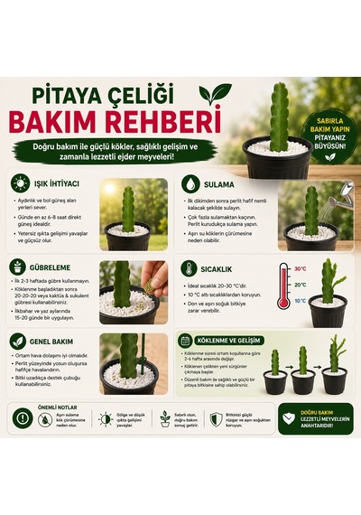 Pitaya Ejder Meyvesi Köklendirme Seti 20-30 Cm Çelik + Saksı + Perlit