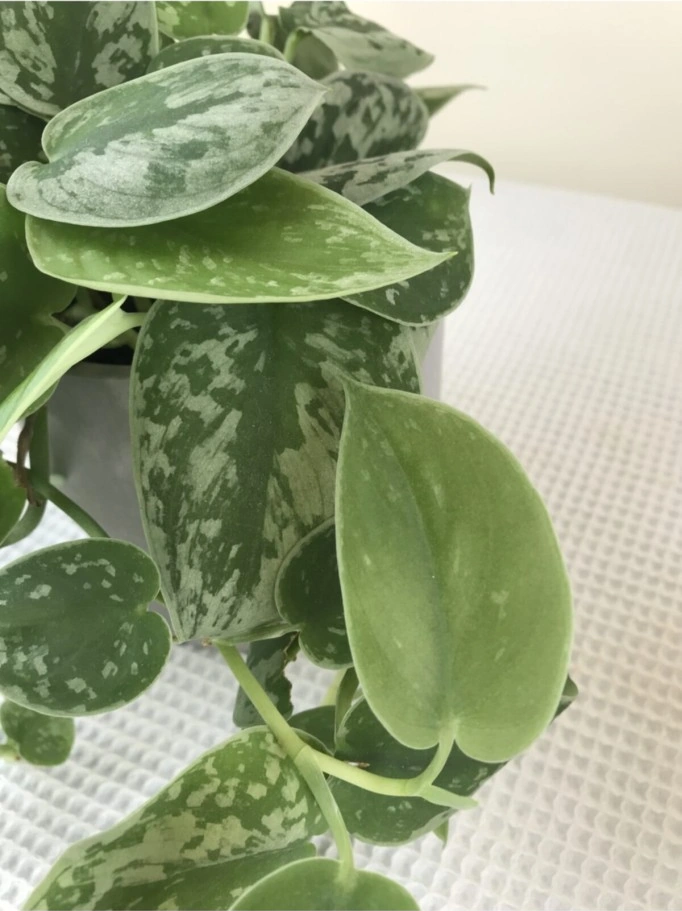 Scindapsus Pictus / Saten Potos Sarmaşığı 10-20 Cm