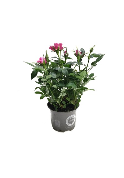 Rosa 'pink' Pembe Gül