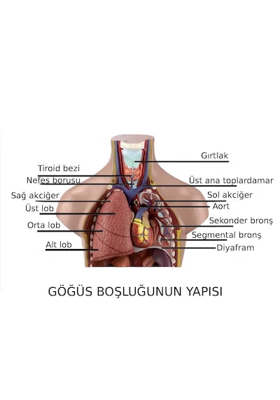 İnsan Vücudu Modeli Torso 50 Cm 11 Parça Cinsiyetsiz Kaideli 1