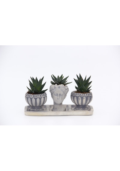 Trio Helen Gri Sukulent Seti - Haworthia Limifolia. Pumila