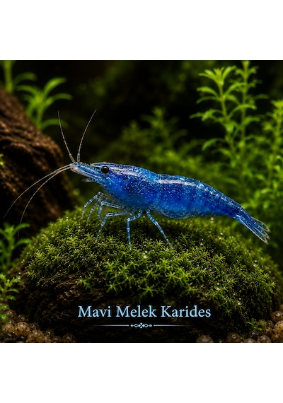 Mavi Melek Karides 5 Adet 1-1,5cm