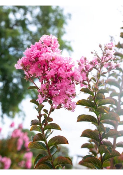 Favori Ürün Pembe Çiçekli Oya Çiçeği Fidanı 45 80 Cm 1 Adet Saksılı Dış Mekan Lagerstroemia Indica