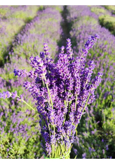 Videolu Lavanta Fidanı 10 Adet Saksılı/tüplü 10-15 Cm Bahçe Bitkisi Lavander