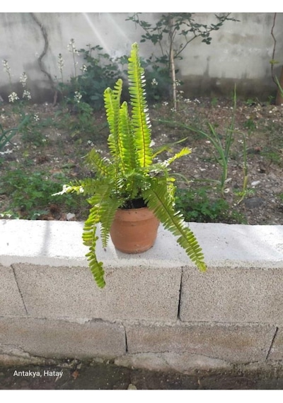 Aşk Merdiveni Fidanı 10-20 Cm
