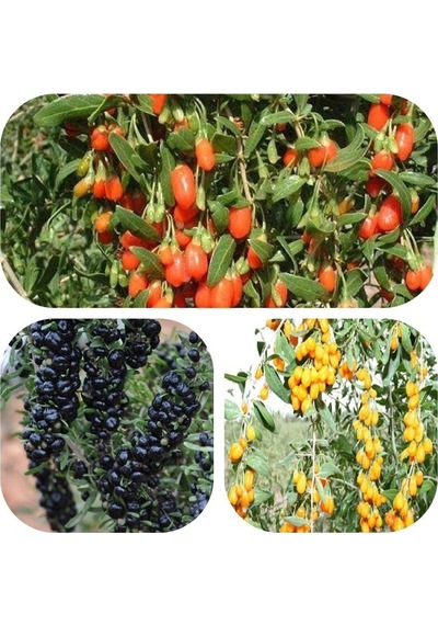 Tüplü Goji Berry Fidanı Paketi Siyah-sarı-kırmızı Tek Pakette