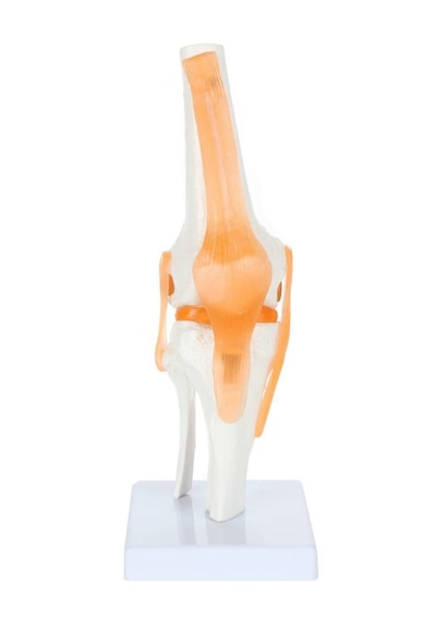 Diz Eklemi Modeli, Ligamentli - Diz Eklemi Maketi 01