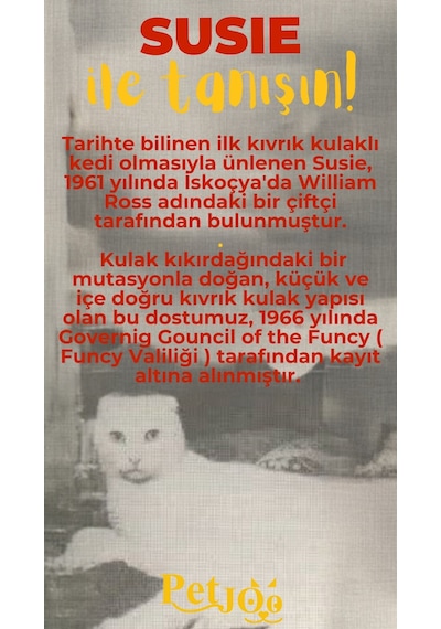 Petjoo 3.Susie Sarı-Kırmızı Qr'lı Kedi Künyesi