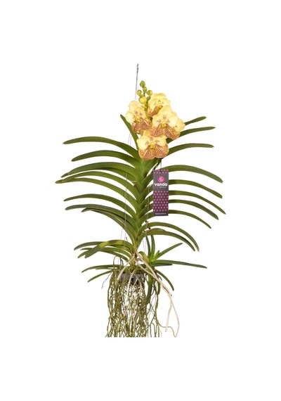 Vanda Sunanda 'yellow Henna' Vanda Orkide