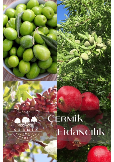 4 Çeşit Karışık Meyve Fidanı Zeytin , Badem , Antep Fıstığı, Nar