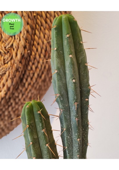 Trichocereus Bridgesii Bolivya Kaktüsü 1 Adet