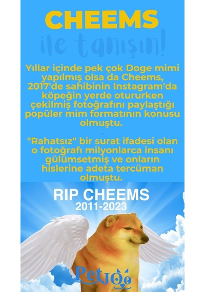 Petjoo 18.Cheems Mavi-Sarı Qr'lı Köpek Künyesi