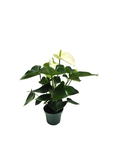 Anthurium Andraeanum 'White' (Flamingo Çiçeği) Ø12 CM Y35-40 CM