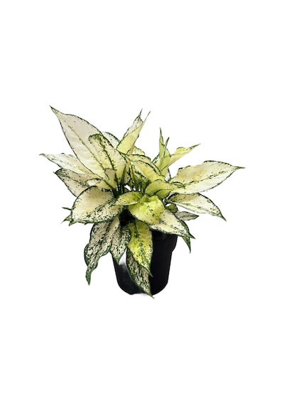 Aglaonema 'white Kiwi' Çin Herdemyeşili Ø19 Cm Y40-45 Cm
