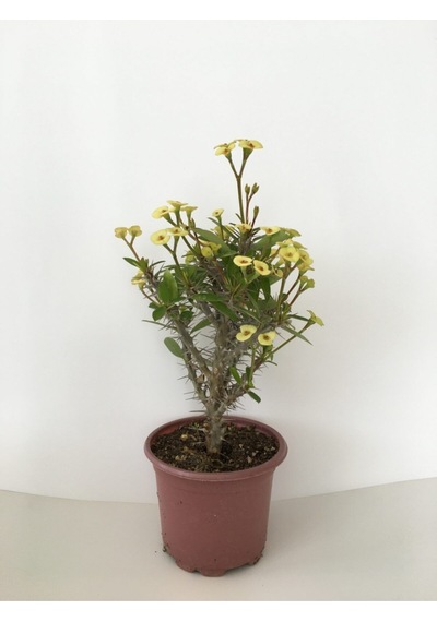 Dikenler Tacı Küçük Çiçekli Ithal Euphorbia Milli Sarı