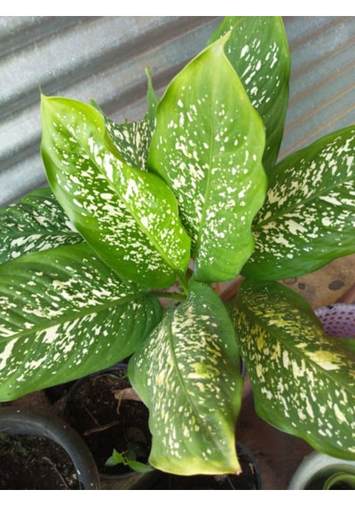 Videolu Difenbahya Bitkisi 1 Adet Saksılı 30-50 Cm Salon Bitkisi Dieffenbachia Tropical Snow