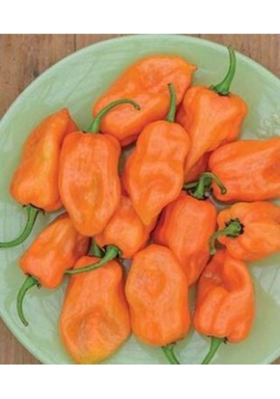 Ithal Çok Acı Habanero Biber Tohumu Ekim Seti