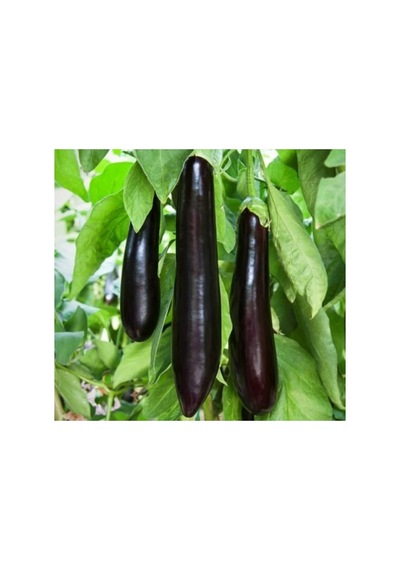Kemer Patlıcan Tohumu - 5 Gram
