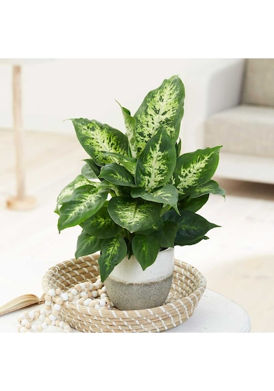 Dieffenbachia Compacta - 20-30 Cm 5 Adet