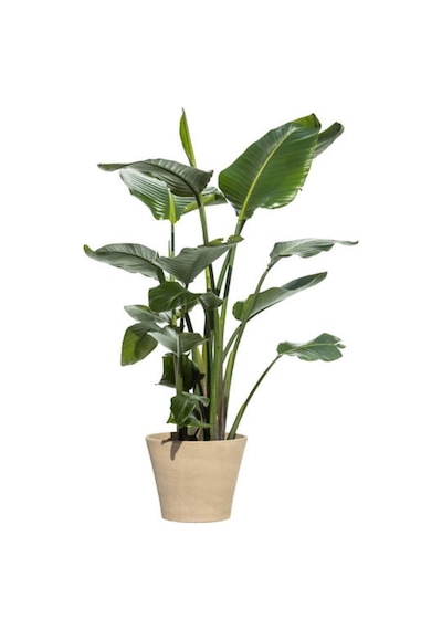 3 Gövdeli Strelitzia Cennet Kuşu Dolgun Formlu Canlı Salon Bitkisi 80 120 Cm