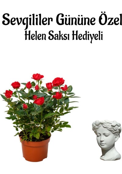 Anneler Gününe Özel Kırmızı Renk Gül Fidanı Helen Saksı