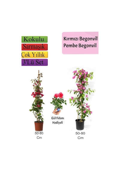 Çok Avantajlı Kırmızı+ Pembe Begonvil+ Gül Fidanı Hediyeli