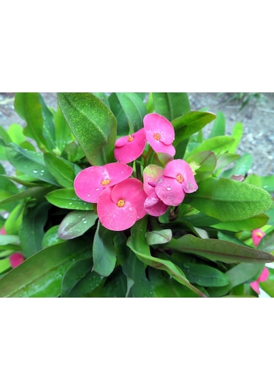 Sıcak Pembe Dikenler Tacı Euphorbia Fidanı 10-30 Cm