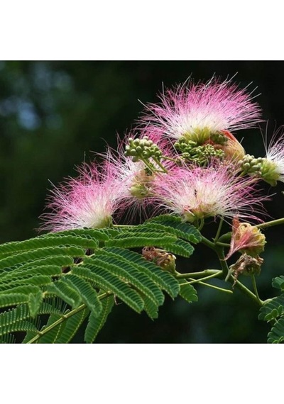Bonsai Küstüm Ağacı Tohum Tropikal Ağaç Tohumları 5 Adet Tohum