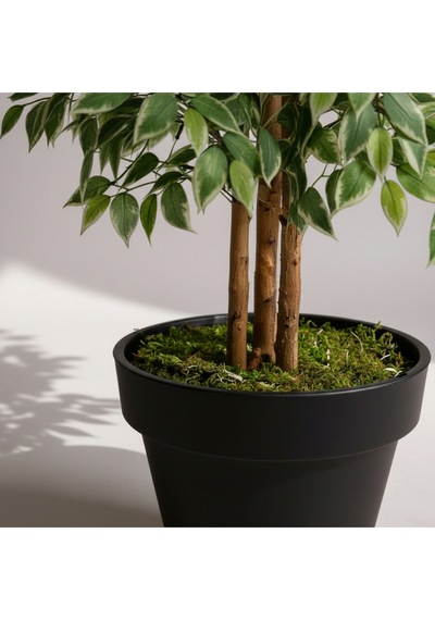 Yapay Ficus Ağaç 150 Cm Siyah Plastik Saksı Yeşil
