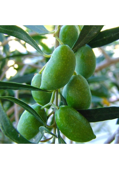 Tüplü Meyve Verme Durumunda Bodur Koroneiki Zeytin Fidanı