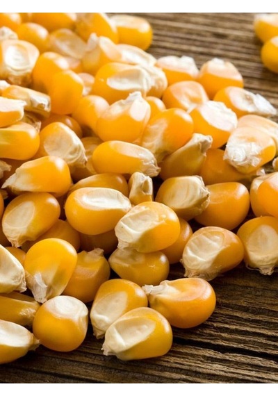 Yerli Doğal Patlak Mısır Tohumu Patlamış Popcorn 50 Ad. Tohum