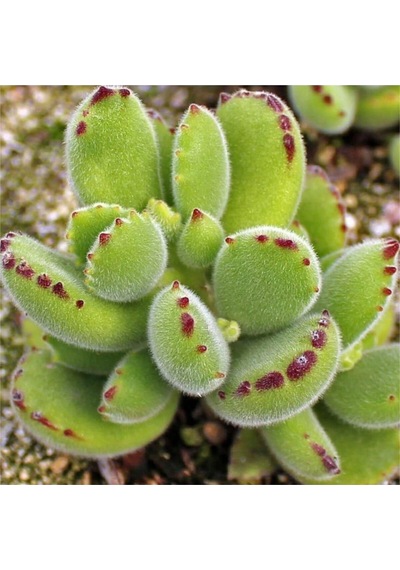 Cotyledon Tomentosa Sukulent Bitki Ayı Pençesi