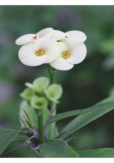 Milli Dikenler Tacı Sarı-beyaz-pembe-kırmızı 4 Adet Saksılı 10-20cm Salon Bitkisi Euphorbia