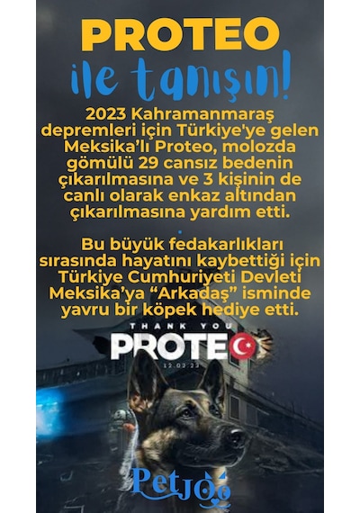 Petjoo 24.Proteo Mavi-Sarı Qr'lı Köpek Künyesi