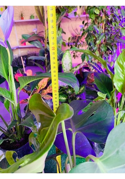 Monstera Devetabanı Yeni Sürgünlü Sağlıklı