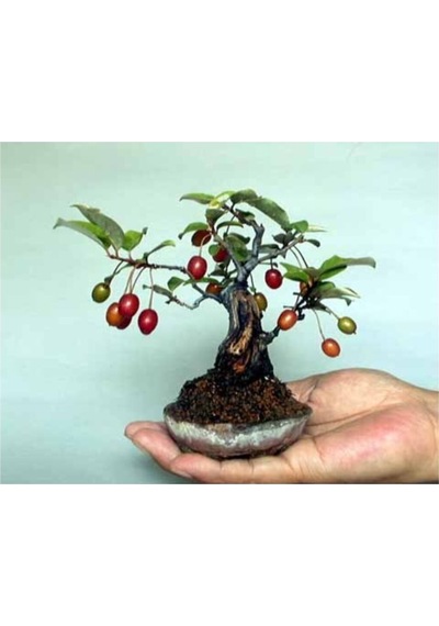 Bodur Kızılcık Bonzai Ağacı Tohumu 5 Adet Bonsai Ağacı Tohumu
