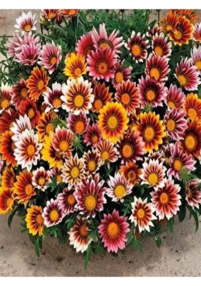 Thebestonline Karışık Renk 10 Adet Gazanya Koyun Gözü Çiçeği Fidanı 20-40cm Saksılı Gazania