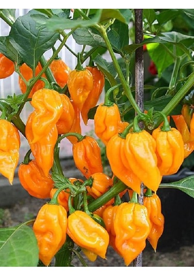 Bhut Jolokia Ghost Yellow Pepper / 1.000.000 Scoville - Gerçek Taze Acı Biber