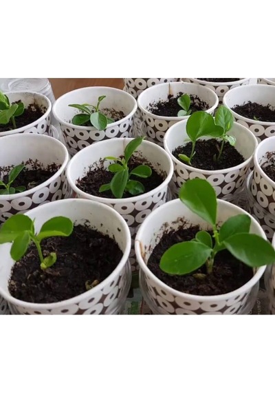 5 Adet Bodur Saksı Bonsaı Limon Tohumu + 10 Adet Hediye Karışık Renk Gül Çiçek Tohumu