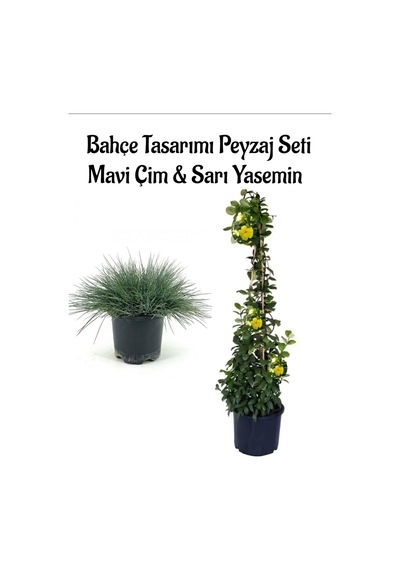 Mavi Çim 1 Adet Saksılı 10-20cm +sarı Yasemin 30-60cm 1 Adet Bahçe Seti