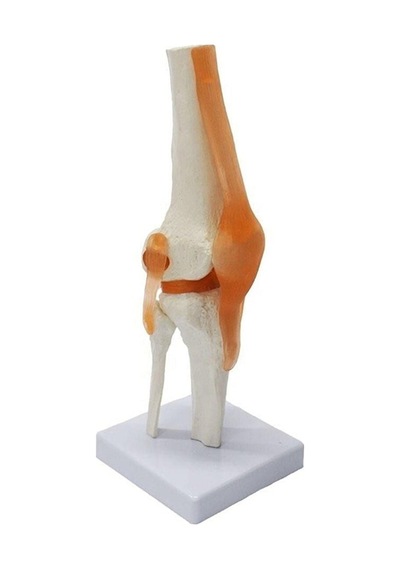 Medikaltec Diz Maketi - Fonksiyonel Ve Ergonomik Model