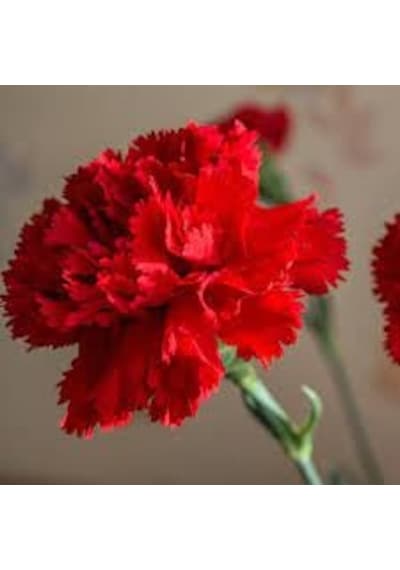 30 Adet Tohum Kırmızı Karanfil Çiçeği Tohumu Çiçek Tohumu