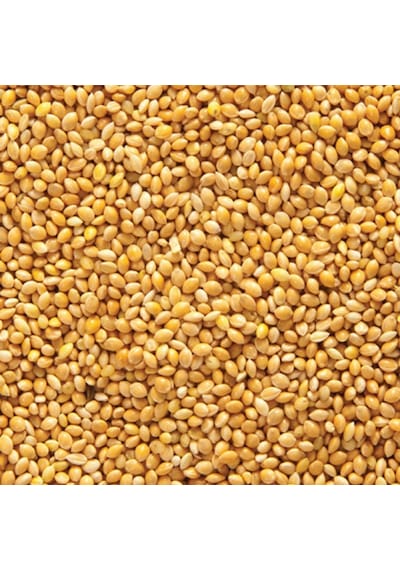 Muhabbet Kuşu Yemi Sade Ak Darı Açık Lüx 25 kg