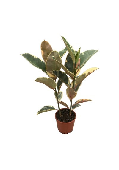 Ficus Elastica 'tineke' Kauçuk Çiçeği Ø19 Cm 70-80 Cm