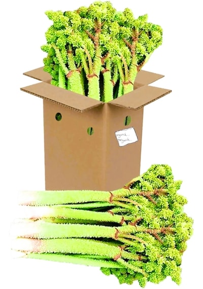Selkur Işkın, Yayla Muzu, Işkın Otu, Dağ Muzu 1kg