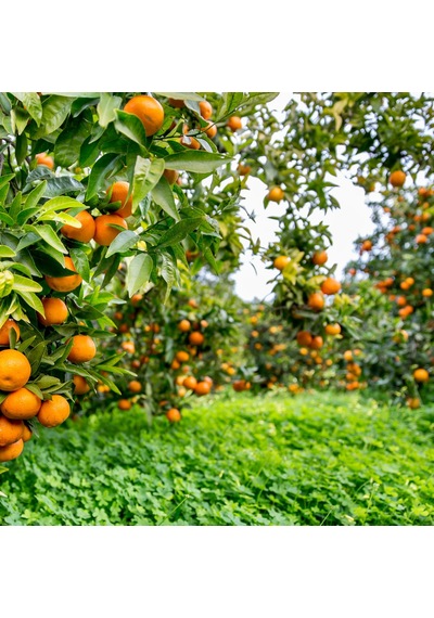 Satsuma Mandalina Fidanı Bol Verimli