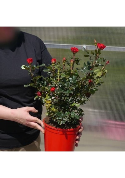 Yediveren Saksılı Kırmızı Gül 20-30 Cm 40 Adet
