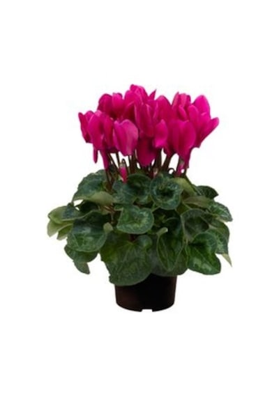 Sarmask Cyclamen Mor Renk Sıklamen, Saksıda