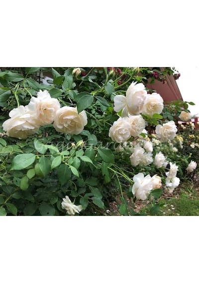 Beyaz Gül Fidanı 10-20 Cm