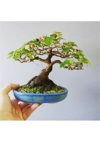 Bodur Beyaz Dut Bonsai Ağacı Tohumu 5 Tohum +Saksı+Toprak+